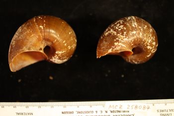Media type: image; Malacology 258087